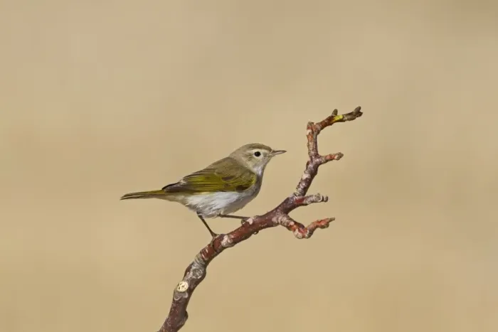 Framed Print : Western Bonellis Warbler (Phylloscopus bonelli) adult, perched on twig, Castilla y Leon, Spain, August Framed Print : Western Bonellis Warbler (Phylloscopus bonelli) adult, perched on twig, Castilla y Leon, Spain, August
