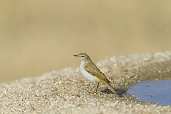 Framed Print : Western Bonellis Warbler (Phylloscopus bonelli) adult, standing at edge of drinking pool, Castilla y Leon, Spain Framed Print : Western Bonellis Warbler (Phylloscopus bonelli) adult, standing at edge of drinking pool, Castilla y Leon, Spain
