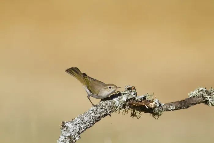 Framed Print : Western Bonelli's Warbler (Phylloscopus bonelli) adult, perched on lichen covered twig, Northern Spain, july Framed Print : Western Bonelli's Warbler (Phylloscopus bonelli) adult, perched on lichen covered twig, Northern Spain, july