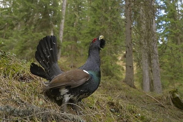 Western Capercaillie (Tetrao urogallus) adult male, displaying in coniferous forest, Italian Alps, Italy, May