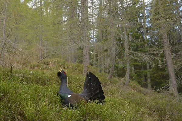 Western Capercaillie (Tetrao urogallus) adult male, displaying in coniferous forest habitat, Italian Alps, Italy, May