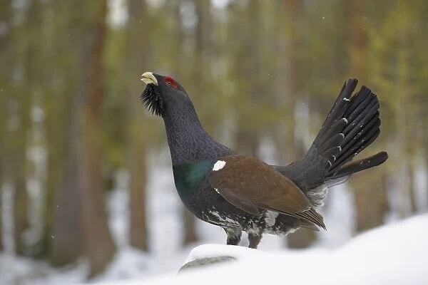 Western Capercaillie (Tetrao urogallus) adult male, displaying on snow in coniferous forest, Italian Alps, Italy, May