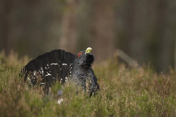 Western Capercaillie (Tetrao urogallus) adult male, rogue displaying in coniferous forest, Cairngorms, Highlands