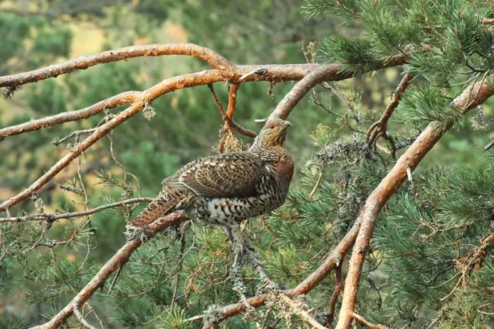 Framed Print : Western Capercaillie (Tetrao urogallus) adult female, watching display from branch in pine tree, Caledonian Forest, Cairngorms N. P. Grampian Mountains, Highlands, Scotland, april