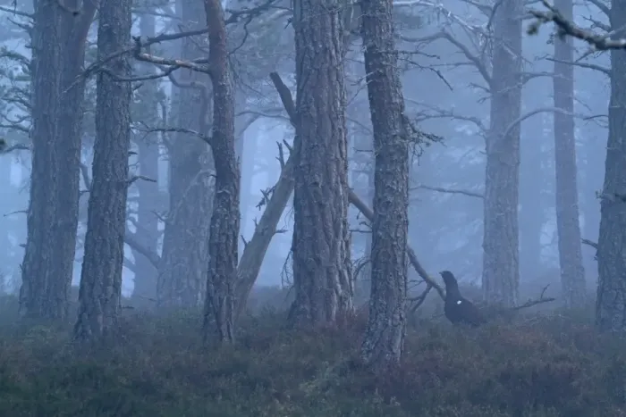 Framed Print : Western Capercaillie (Tetrao urogallus) adult male, standing in misty Caledonian pine forest habitat