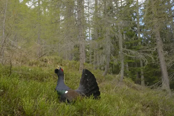 Framed Print : Western Capercaillie (Tetrao urogallus) adult male, displaying in coniferous forest habitat, Italian Alps, Italy, May Framed Print : Western Capercaillie (Tetrao urogallus) adult male, displaying in coniferous forest habitat, Italian Alps, Italy, May