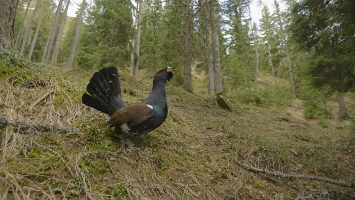 Framed Print : Western Capercaillie (Tetrao urogallus) adult male, displaying in coniferous forest habitat, Italian Alps, Italy, May Framed Print : Western Capercaillie (Tetrao urogallus) adult male, displaying in coniferous forest habitat, Italian Alps, Italy, May