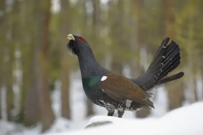 Framed Print : Western Capercaillie (Tetrao urogallus) adult male, displaying on snow in coniferous forest, Italian Alps, Italy, May Framed Print : Western Capercaillie (Tetrao urogallus) adult male, displaying on snow in coniferous forest, Italian Alps, Italy, May