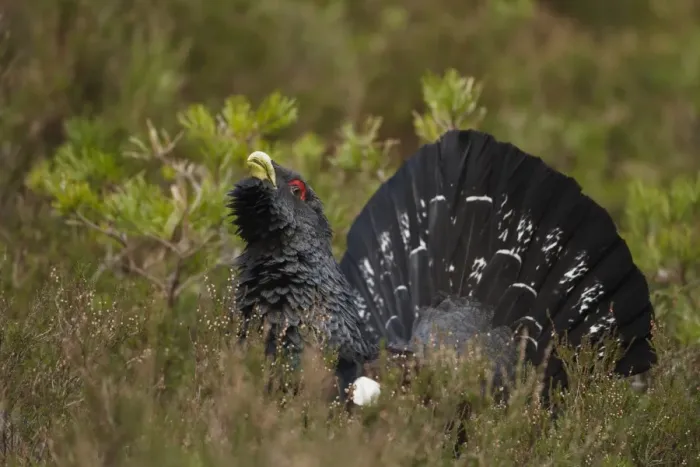 Framed Print : Western Capercaillie (Tetrao urogallus) adult male, rogue displaying in coniferous forest, Cairngorms, Highlands Framed Print : Western Capercaillie (Tetrao urogallus) adult male, rogue displaying in coniferous forest, Cairngorms, Highlands