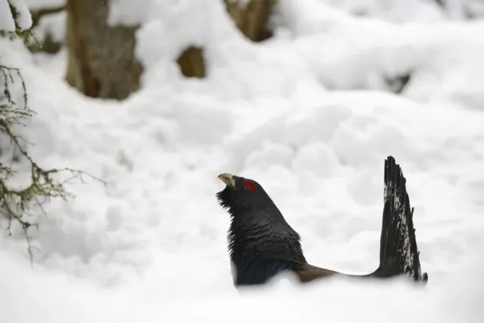 Framed Print : Western Capercaillie (Tetrao urogallus) adult male, displaying on snow in coniferous forest, Italian Alps, Italy, May Framed Print : Western Capercaillie (Tetrao urogallus) adult male, displaying on snow in coniferous forest, Italian Alps, Italy, May