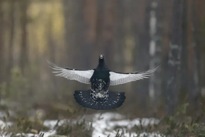 Framed Print : Western Capercaillie (Tetrao urogallus) adult male, flutter-jumping display at lek in snow covered coniferous forest