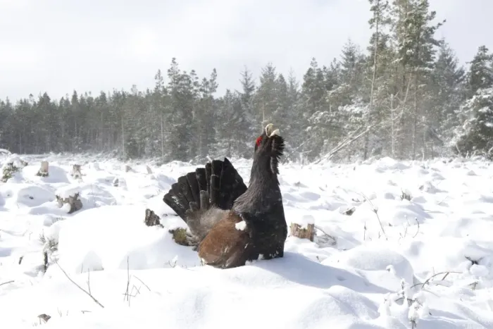 Framed Print : Western Capercaillie (Tetrao urogallus) adult male, displaying in snow, Strathspey, Highlands, Scotland, January