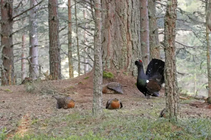 Framed Print : Western Capercaillie (Tetrao urogallus) adult male and females, displaying at lek, Cairngorms N. P. Grampian Mountains, Highlands, Scotland, april Framed Print : Western Capercaillie (Tetrao urogallus) adult male and females, displaying at lek, Cairngorms N. P. Grampian Mountains, Highlands, Scotland, april
