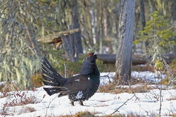 Western Capercaillie (Tetrao urogallus obsoletus) adult male, displaying on snow at lek in taiga forest