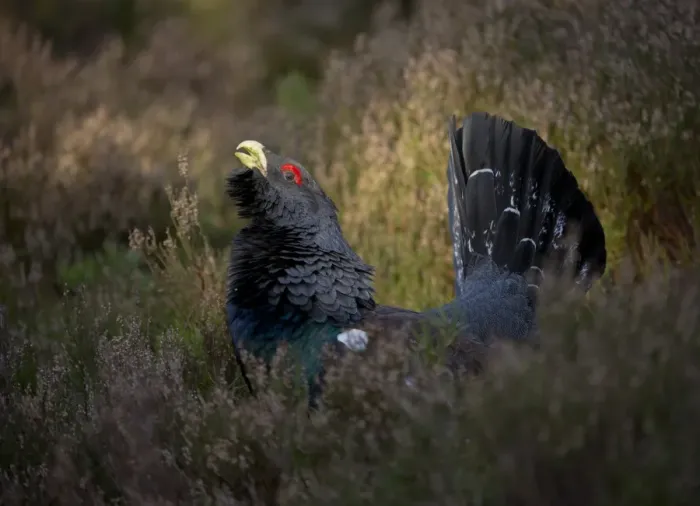 Framed Print : Western Capercaillie (Tetrao urogallus) rogue adult male, displaying in heather on fringe in pine forest, Cairngorm N. P. Highlands, Scotland, march Framed Print : Western Capercaillie (Tetrao urogallus) rogue adult male, displaying in heather on fringe in pine forest, Cairngorm N. P. Highlands, Scotland, march