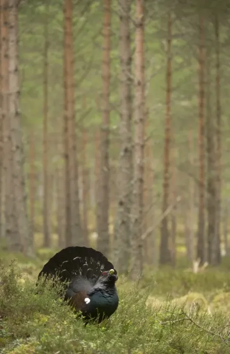 Framed Print : Western Capercaillie (Tetrao urogallus) rogue adult male, displaying in pine forest habitat, Cairngorm N. P. Highlands, Scotland, march Framed Print : Western Capercaillie (Tetrao urogallus) rogue adult male, displaying in pine forest habitat, Cairngorm N. P. Highlands, Scotland, march