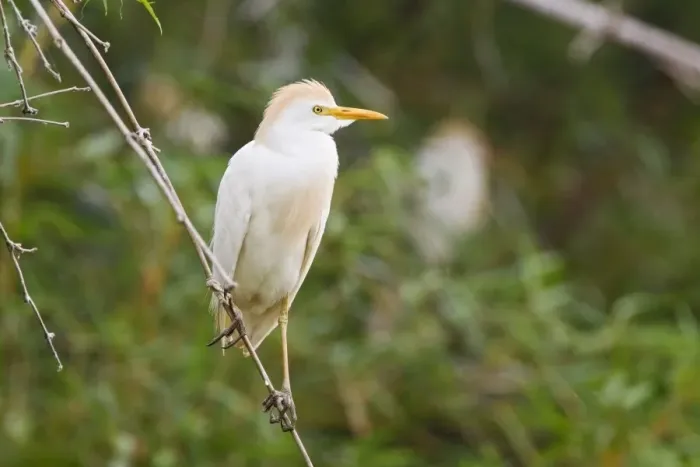 Framed Print : Western Cattle Egret (Bubulcus ibis ibis) adult, breeding plumage, perched on twig, Costa Rica, April Framed Print : Western Cattle Egret (Bubulcus ibis ibis) adult, breeding plumage, perched on twig, Costa Rica, April