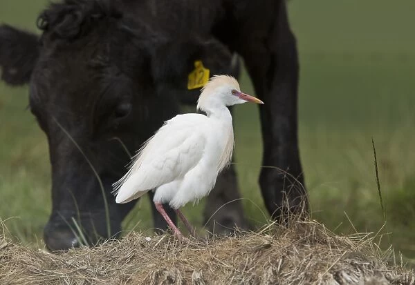 Western Cattle Egret (Bubulcus ibis ibis) adult, breeding plumage, foraging beside grazing cow, South Africa, November