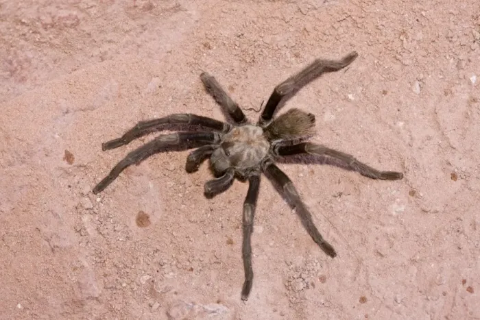 Framed Print : Western Desert Tarantula (Aphonopelma chalcodes) adult, with leg missing, crossing path, Zion N. P. Utah, U. S. A. October Framed Print : Western Desert Tarantula (Aphonopelma chalcodes) adult, with leg missing, crossing path, Zion N. P. Utah, U. S. A. October