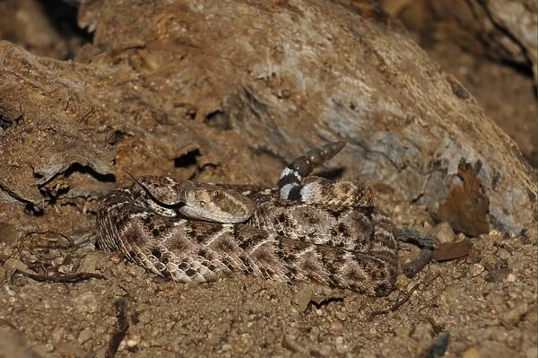 Western Diamondback Rattlesnake (Crotulus atrox) adult, coiled with tongue extended and rattle raised, Arizona, U. S. A