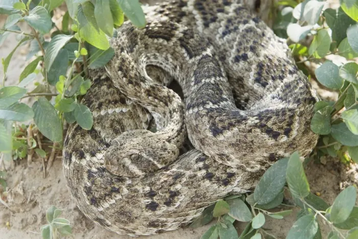 Framed Print : Western Diamondback Rattlesnake (Crotulus atrox) adult, coiled, South Texas, U. S. A. april Framed Print : Western Diamondback Rattlesnake (Crotulus atrox) adult, coiled, South Texas, U. S. A. april