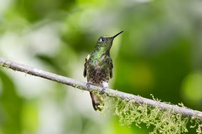 Framed Print : Western Emerald (Chlorostilbon melanorhynchus) adult male, perched on twig in montane rainforest, Andes, Ecuador