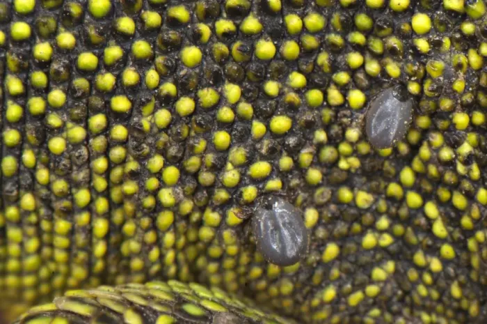 Framed Print : Western Green Lizard (Lacerta bilineata) adult, close-up of skin with two ticks attached, Italy Framed Print : Western Green Lizard (Lacerta bilineata) adult, close-up of skin with two ticks attached, Italy
