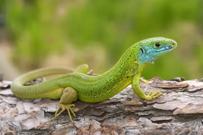 Framed Print : Western Green Lizard (Lacerta bilineata) adult male, resting on log, Italy Framed Print : Western Green Lizard (Lacerta bilineata) adult male, resting on log, Italy