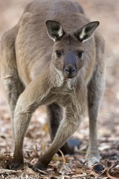 Western Grey Kangaroo (Macropus fuliginosus fuliginosus) adult, Kangaroo Island, South Australia, Australia, February