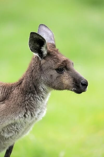 Western Grey Kangaroo (Macropus fuliginosus fuliginosus) Kangaroo Island subspecies, adult, close-up of head