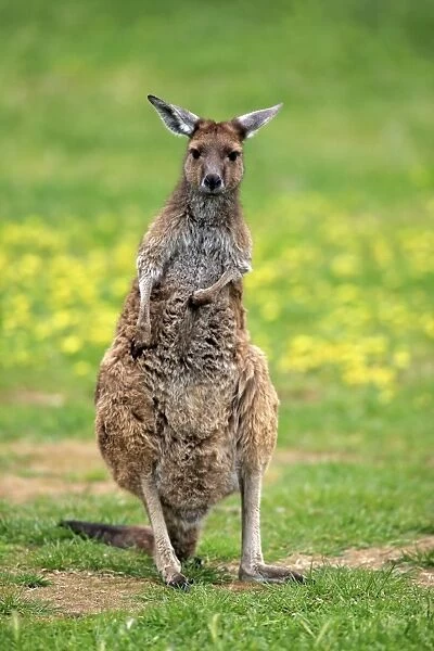 Western Grey Kangaroo (Macropus fuliginosus fuliginosus) Kangaroo Island subspecies, adult, grooming