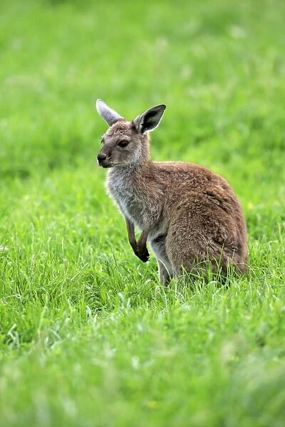 Western Grey Kangaroo (Macropus fuliginosus fuliginosus) Kangaroo Island subspecies, young, standing on grass