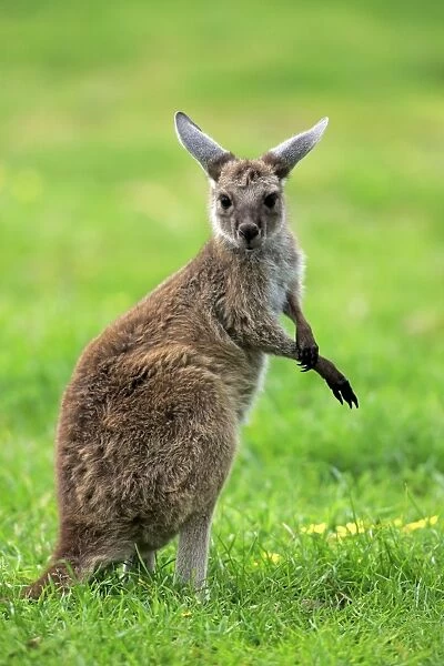 Western Grey Kangaroo (Macropus fuliginosus fuliginosus) Kangaroo Island subspecies, young, grooming, South Australia