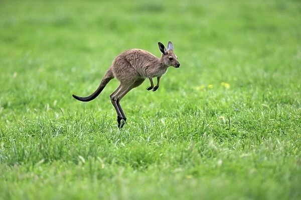 Western Grey Kangaroo (Macropus fuliginosus fuliginosus) Kangaroo Island subspecies, young, jumping, South Australia