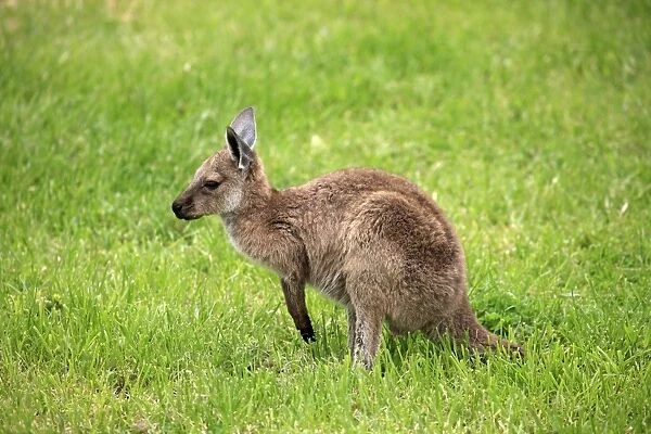 Western Grey Kangaroo (Macropus fuliginosus melanops) young, standing on grass, South Australia, Australia, October