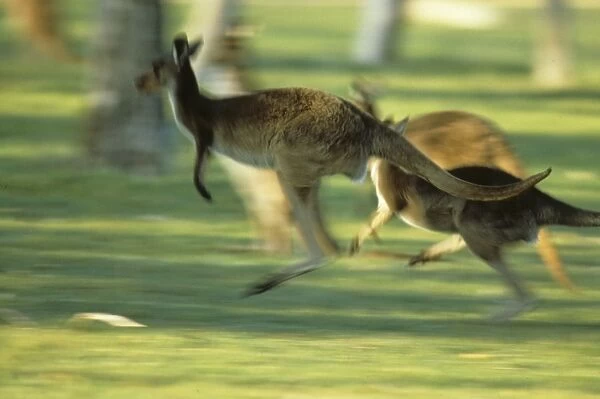 Western Grey Kangaroo (Macropus fuliginosus) Running
