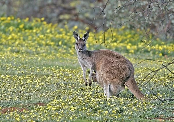 Western Grey Kangaroo (Macropus fuliginosus) adult female with joey in pouch, Dryandra, Western Australia