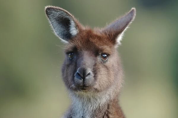 Western Grey Kangaroo (Macropus fuliginosus) adult, close-up of head, Flinders Chase N. P. Kangaroo Island, South Australia
