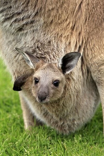 Western Grey Kangaroo (Macropus fuliginosus) adult female with young in pouch, Cleland Wildlife Park, South Australia, Australia