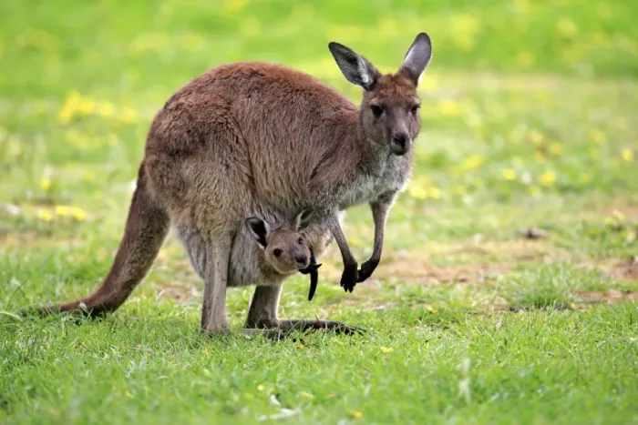 Framed Print : Western Grey Kangaroo (Macropus fuliginosus fuliginosus) Kangaroo Island subspecies, adult female and young Framed Print : Western Grey Kangaroo (Macropus fuliginosus fuliginosus) Kangaroo Island subspecies, adult female and young