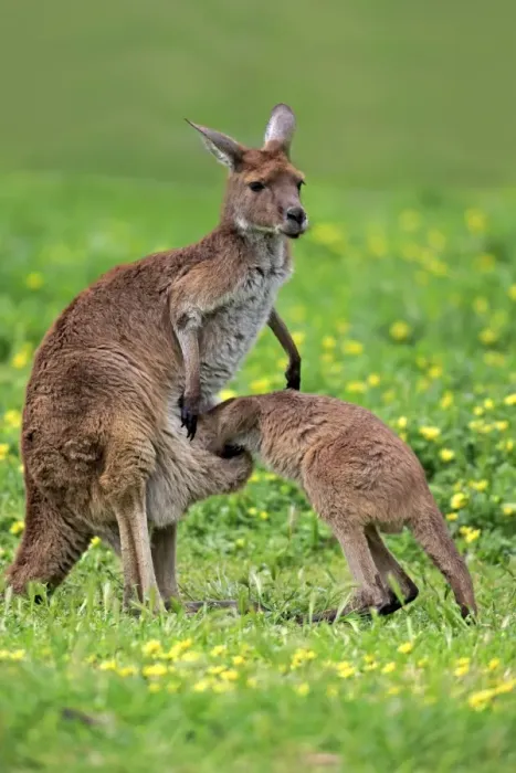 Framed Print : Western Grey Kangaroo (Macropus fuliginosus fuliginosus) Kangaroo Island subspecies, adult female and young