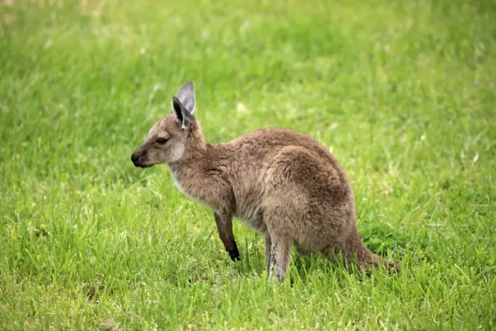 Framed Print : Western Grey Kangaroo (Macropus fuliginosus melanops) young, standing on grass, South Australia, Australia, October Framed Print : Western Grey Kangaroo (Macropus fuliginosus melanops) young, standing on grass, South Australia, Australia, October