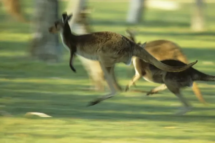 Framed Print : Western Grey Kangaroo (Macropus fuliginosus) Running