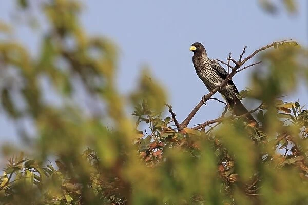 Western Grey Plantain-eater (Crinifer piscator) adult, perched on branch, Gambia, January