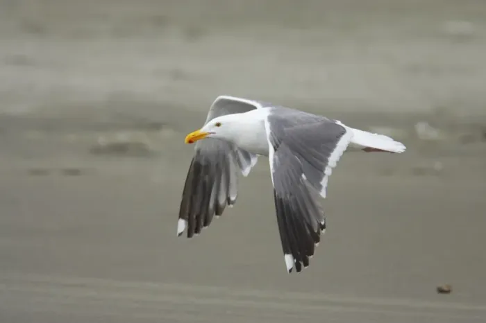 Framed Print : Western Gull (Larus occidentalis) adult, summer plumage, in flight over beach, Oregon, U. S. A Framed Print : Western Gull (Larus occidentalis) adult, summer plumage, in flight over beach, Oregon, U. S. A