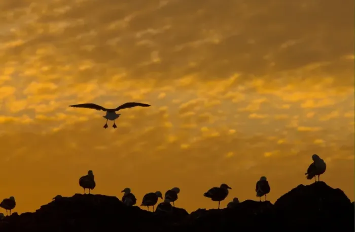 Framed Print : Western Gull (Larus occidentalis) flock, in flight, coming into roost on rocks, silhouetted at sunset, Seal Rocks, Point Lobos, San Francisco, California, U. S. A. november Framed Print : Western Gull (Larus occidentalis) flock, in flight, coming into roost on rocks, silhouetted at sunset, Seal Rocks, Point Lobos, San Francisco, California, U. S. A. november