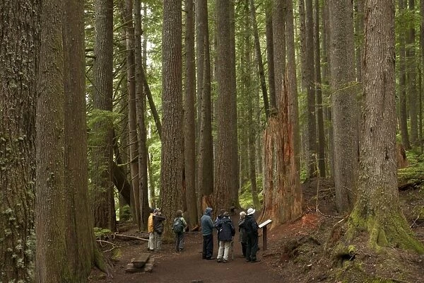 Western Hemlock (Tsuga heterophylla) and Western Red Cedar (Thuja plicata) ancient forest habitat with tourist group