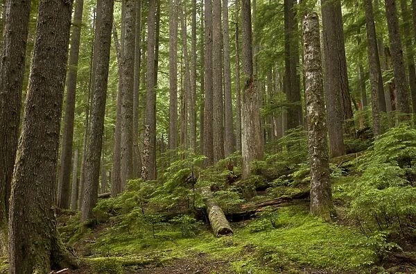 Western Hemlock (Tsuga heterophylla) and Western Red Cedar (Thuja plicata) ancient forest habitat with snags and logs