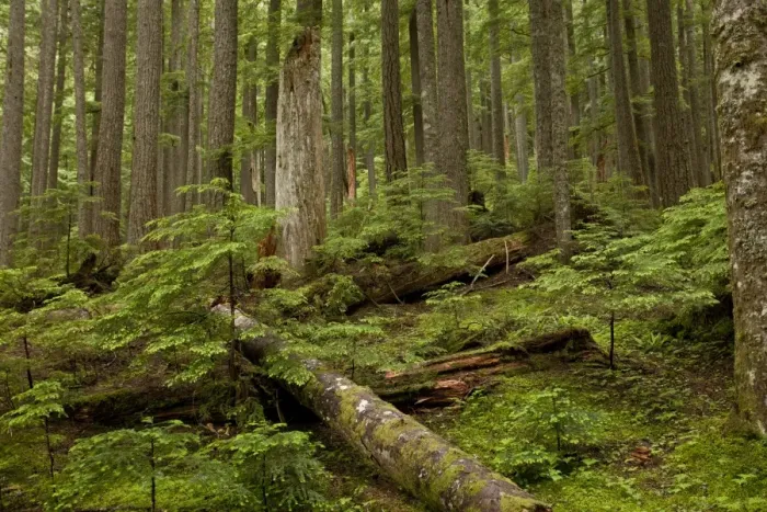 Framed Print : Western Hemlock (Tsuga heterophylla) and Western Red Cedar (Thuja plicata) ancient forest habitat with snags and logs Framed Print : Western Hemlock (Tsuga heterophylla) and Western Red Cedar (Thuja plicata) ancient forest habitat with snags and logs