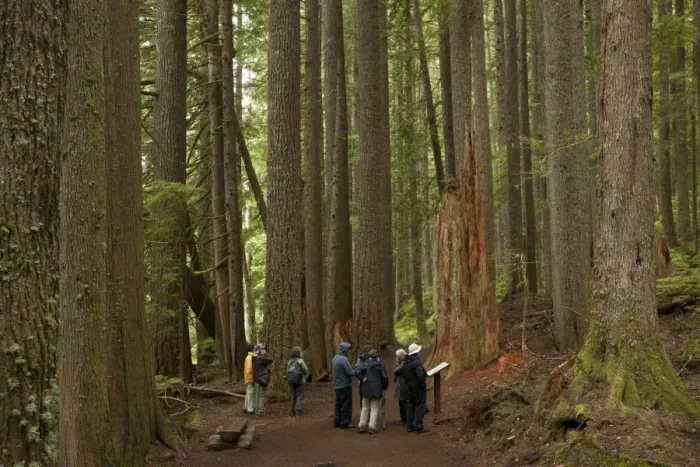 Framed Print : Western Hemlock (Tsuga heterophylla) and Western Red Cedar (Thuja plicata) ancient forest habitat with tourist group Framed Print : Western Hemlock (Tsuga heterophylla) and Western Red Cedar (Thuja plicata) ancient forest habitat with tourist group